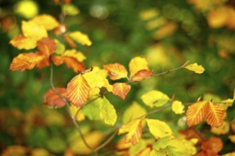 Autumn-coloured leaves of European beech (Fagus sylvatica), Lower Rhine, North Rhine-Westphalia,