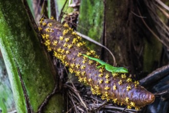 Male inflorescence with large Seychelles day gecko, coco de mer, Seychelles palm, Lodoicea