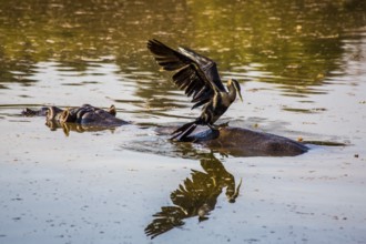 Hippo with cormorant, Hippo lodge in Mlilwane Wildlife Sanctuary, Swaziland - eSwatini, South