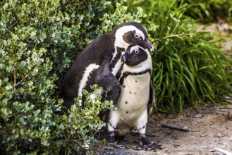 Jackass penguins (Spheniscus demersus) on Boulders Beach with over 2000 animals, Cape Peninsula,