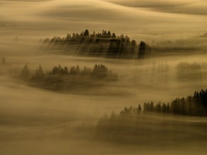 Fog, clouds of fog, trees, back light, sunrise, aerial view, Loisach-Lake Kochel-Moore, Upper