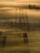 Fog, clouds of fog, trees, back light, sunrise, aerial view, Loisach-Lake Kochel-Moore, Upper