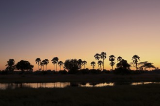 Fan palms (Hyphaene perersiana) in front of sunset, river, Okavango Delta, Botswana