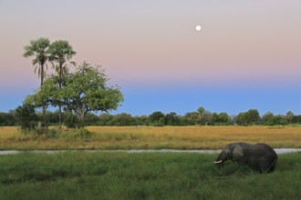 Arican elephant (Loxodonta africana) grazing in reeds, palm, dusk, full moon, Okavango Delta,