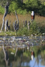 Scorching eagle (Haliaeetus vocifer) sits on a tree stump among water lilies, water lily plants