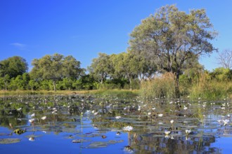 Water lilies, water lily family (Nymphaeaceae) in reflecting blue water, Okavango Delta, Botswana