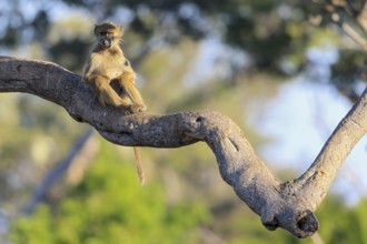 Southern green sea cat (Chlorocebus pygerythrus) sitting on branch, pocket monkey