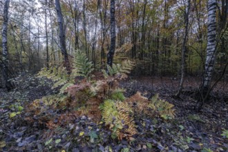 Royal fern (Osmunda regalis) in autumn leaves, Emsland, Lower Saxony, Germany
