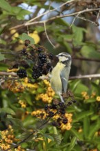 Blue tit (Cyanistes caeruleus) adult bird in a hedgerow feeding on blackberries in summer, England,