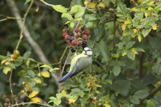 Blue tit (Cyanistes caeruleus) adult bird in a hedgerow on blackberries in summer, England, United