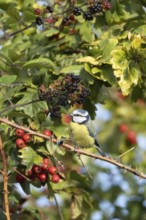 Blue tit (Cyanistes caeruleus) adult bird in a hedgerow with blackberries and Hawthorn berries in