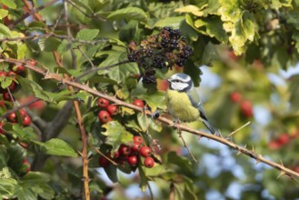 Blue tit (Cyanistes caeruleus) adult bird in a hedgerow with blackberries and Hawthorn berries in