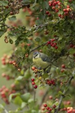 Blue tit (Cyanistes caeruleus) adult bird in a Hawthorn hedgerow with red berries in summer,