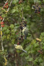 Blue tit (Cyanistes caeruleus) two adult birds in a hedgerow on blackberries in summer, England,