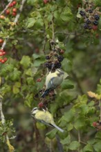 Blue tit (Cyanistes caeruleus) two adult birds in a hedgerow feeding on blackberries in summer,