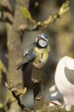 Blue tit (Cyanistes caeruleus) adult bird on a Magnolia tree branch in spring, England, United