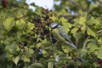 Blue tit (Cyanistes caeruleus) adult bird in a hedgerow feeding on blackberries in summer, England,