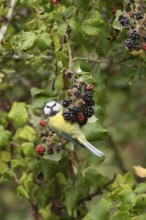 Blue tit (Cyanistes caeruleus) adult bird in a hedgerow on blackberries in summer, England, United