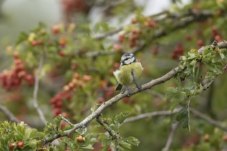 Blue tit (Cyanistes caeruleus) adult bird in a Hawthorn hedgerow with red berries in summer,