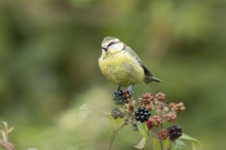 Blue tit (Cyanistes caeruleus) adult bird on blackberries in summer, England, United Kingdom
