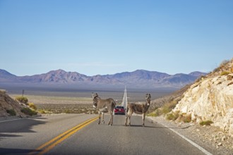 Beatty, Nevada - Wild donkeys, or burros, block traffic on Highway 374. Hundreds roam the area in