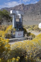 Carvers, Nevada - Rabbitbrush takes over an abandoned gas station in the Nevada desert