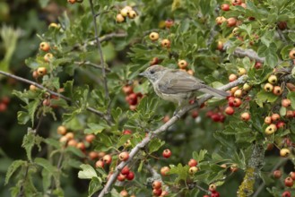 Eurasian blackcap (Sylvia atricapilla) adult female bird in a Hawthorn hedgerow with red berries in