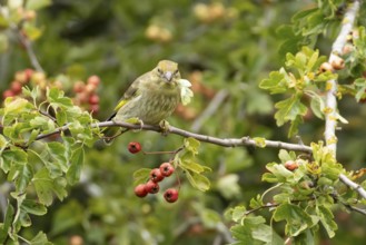 European greenfinch (Chloris chloris) adult bird in a Hawthorn hedgerow with red berries in summer,