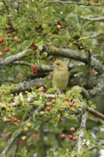 European greenfinch (Chloris chloris) adult bird in a Hawthorn hedgerow with red berries in summer,