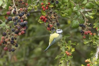 Blue tit (Cyanistes caeruleus) adult bird in a hedgerow feeding on blackberries in summer, England,