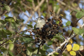 Eurasian blackcap (Sylvia atricapilla) adult male bird on blackberries in a hedgerow in summer,