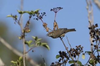 Eurasian blackcap (Sylvia atricapilla) adult female bird in a hedgerow feeding on Elder tree