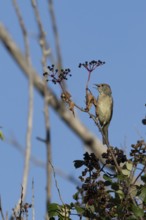 Eurasian blackcap (Sylvia atricapilla) adult female bird in a hedgerow feeding on Elder tree
