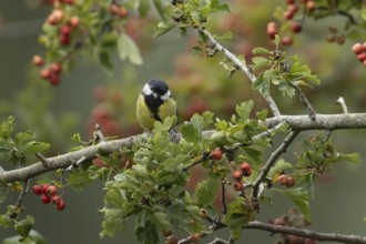 Great tit (Parus major) adult bird in a Hawthorn hedgerow with red berries in summer, England,