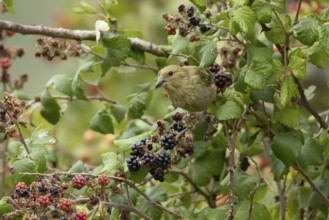 European greenfinch (Chloris chloris) adult bird in a hedgerow feeding on blackberries in summer,