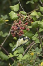 Blue tit (Cyanistes caeruleus) adult bird in a hedgerow feeding on blackberries in summer, England,