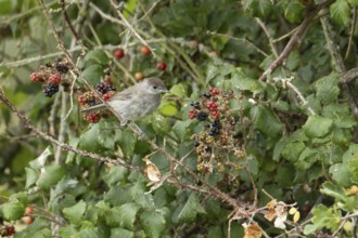 Eurasian blackcap (Sylvia atricapilla) adult bird in a hedgerow with blackberries in summer,
