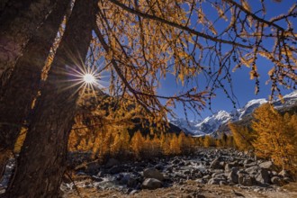 River, larch forest, autumn color, autumn, mountains, glaciers, morning light, Morteratsch Valley,