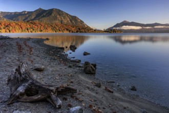 Mountain lake, reflection, morning light, mountains, shore, autumn, autumn color, Walchensee, Upper