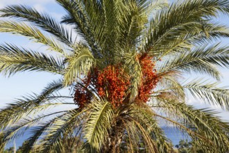 Date palm (Phoenicea) fruit cluster, (Arecaceae), Old Town, Kos Town, Kos Island, Dodecanese
