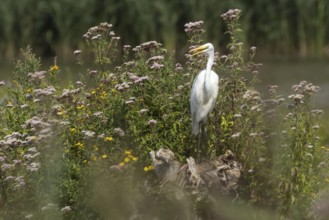 Great white egret (Ardea alba) adult bird on a tree stump amongst summer flowers, England, United
