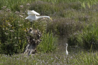 Great white egret (Ardea alba) adult bird on a tree stump amongst summer flowers looking down at a