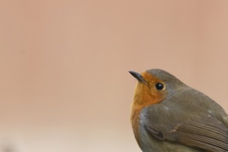 European robin (Erithacus rubecula) adult bird head portrait, England, United Kingdom