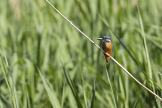 Common kingfisher (Alcedo atthis) adult bird on a reed plant stem, England, United Kingdom
