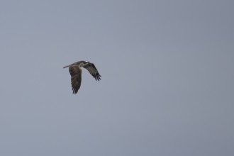 Osprey (Pandion haliaetus) adult bird in flight, England, United Kingdom
