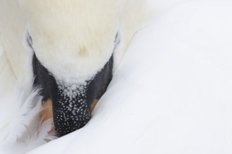 Mute swan (Cygnus olor) adult bird sleeping, England, United Kingdom