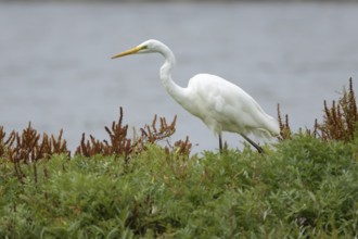 Great white egret (Ardea alba) adult bird walking on vegetation on an island, England, United