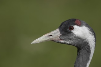 Common crane (Grus grus) adult bird head portrait, England, United Kingdom