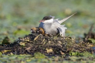 White-bearded terns (Childonias hybride) with young birds at their nest, Danube Delta, Romania