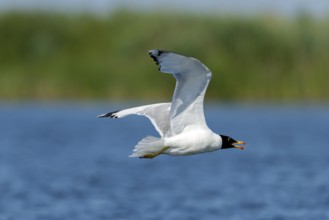 Fish gull (Larus ichtyyaetus), flying, Danube Delta, Romania